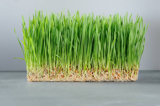 小麦草のショットのための有機新鮮な緑の小麦草。 - wheatgrass ストックフォトと画像