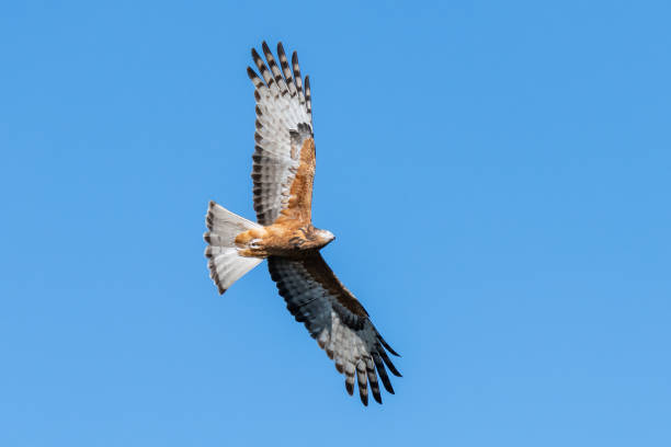 istock Square-tailed Kite flying high in the blue sky 1253740268