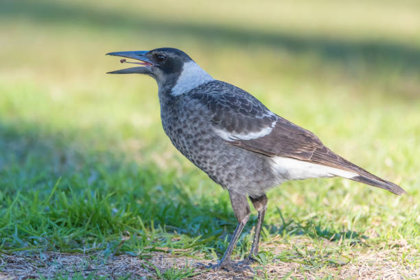 istock Juvenile Australian Magpie hunting in the grass 1253740355