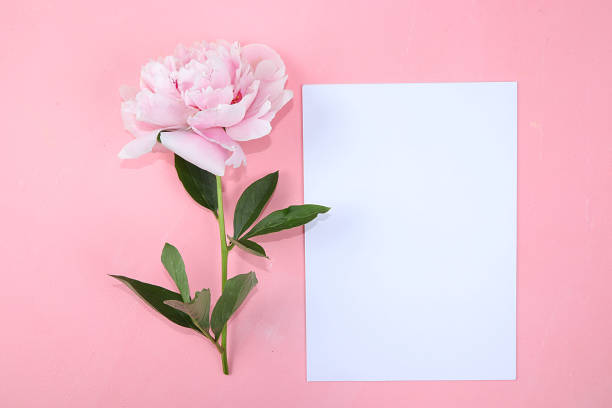 istock Empty sheet with place for text and delicate peony, creative flower arrangement, minimalism, flat lay. Greeting card for mother's day, happy birthday, 1253740556