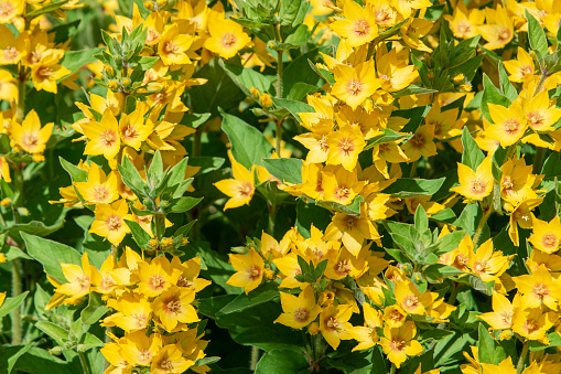 Garden Loosestrife flower grows in the garden (Lysimachia vulgaris)