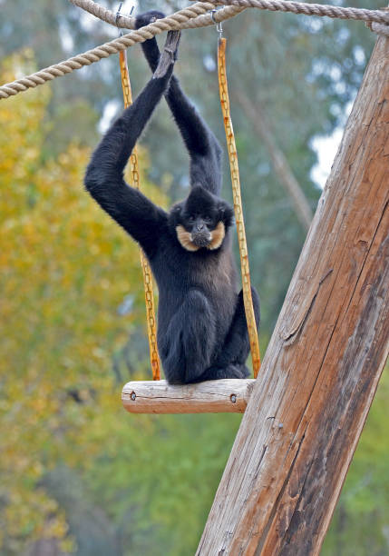 istock Monkey hanging out at a high up location and looking straight to the camera. 1253746178