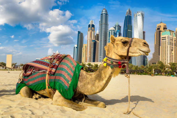 istock Camel in front of Dubai Marina 1253754376