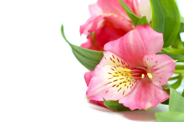 Flower Peruvian lily Alstroemeria (Latin Alstroemeria) or Inca lily
