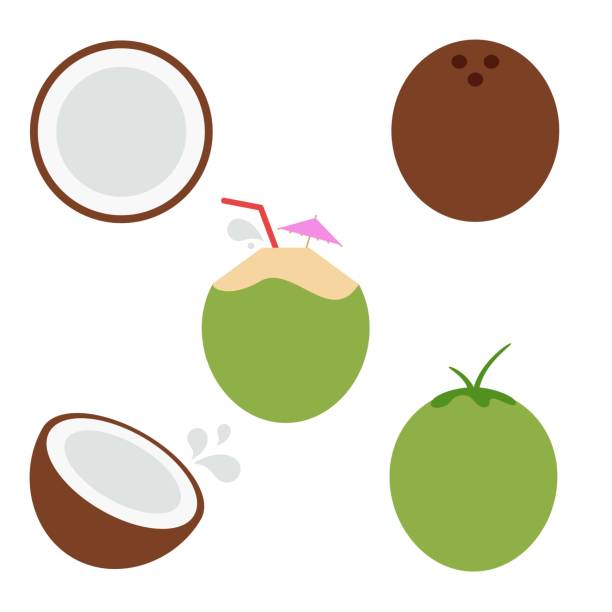 Fun Coconut Vector Illustration Set on White Cute, colorful collection of coconut illustrations on a white background coconut stock illustrations