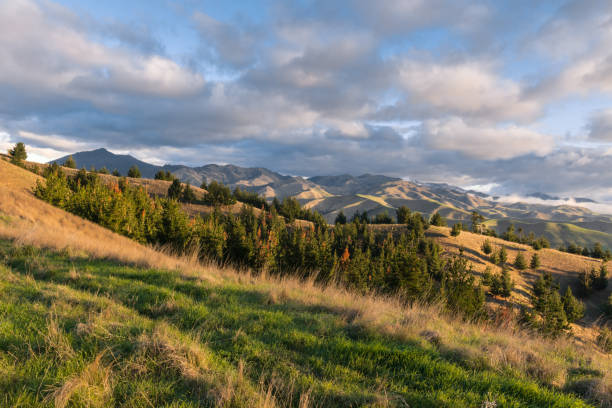 wither hills bei sonnenuntergang, marlborough, neuseeland - blenheim stock-fotos und bilder