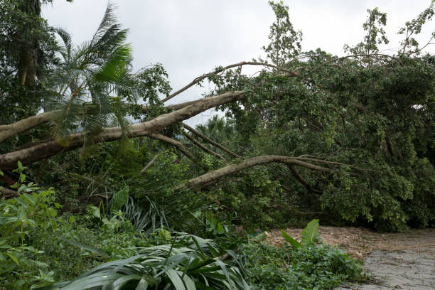 istock Broken tree fall down block the road,damages after super typhoon Mangkhut in China - 16 Sep 2018 1253760658