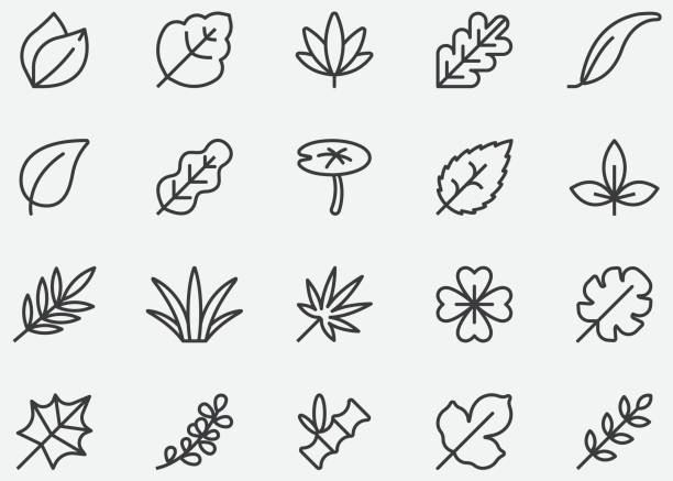 ilustrações de stock, clip art, desenhos animados e ícones de leaves line icons - folha-de-eucalipto