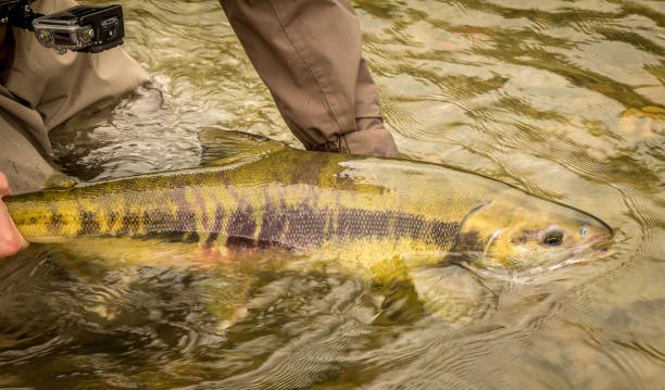 istock A Chum salmon about to be released back into the river by a fisherman 1253761997