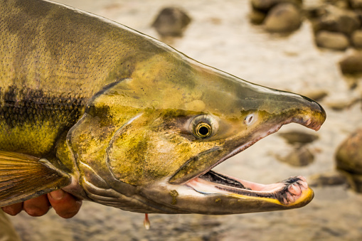 Close up of a Chum Salmon with a green head and large kype on the jaw.