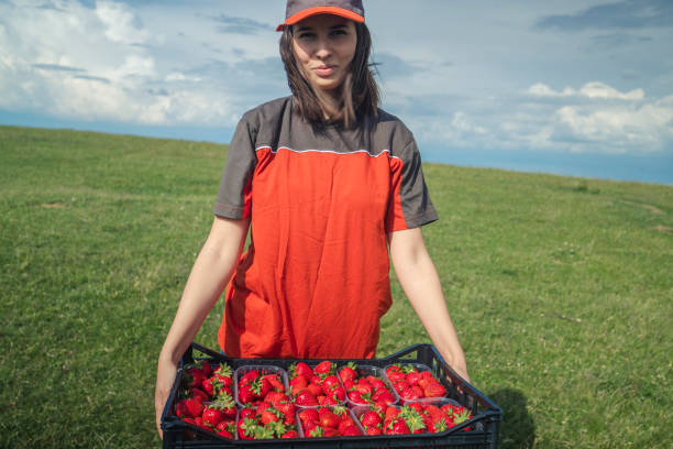 istock Getting a hold of bunch of strawberries 1253762838