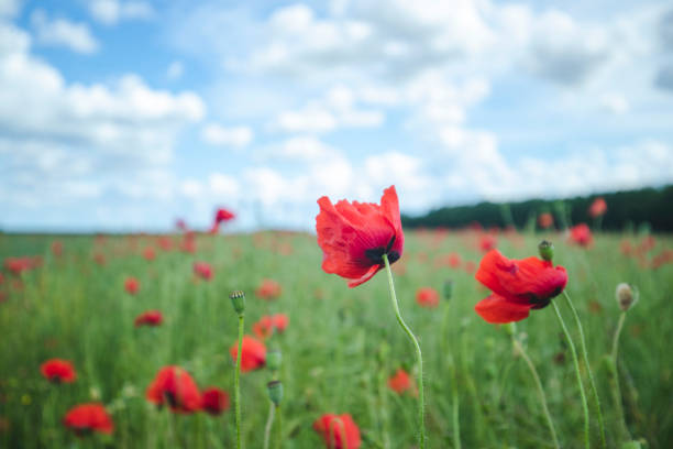istock Poppy song 1253762850