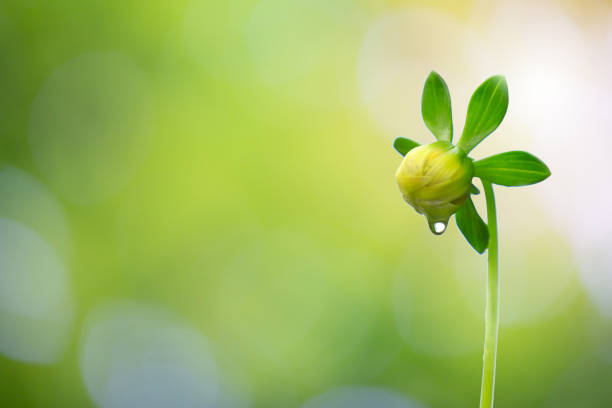 A green new born flower with a droplet behind a green background. Nature photography