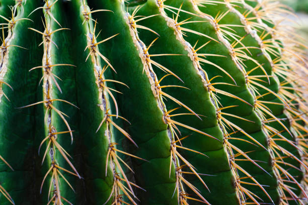 istock Succulent cactus or round shaped cactus close up and selective focus 1253764782
