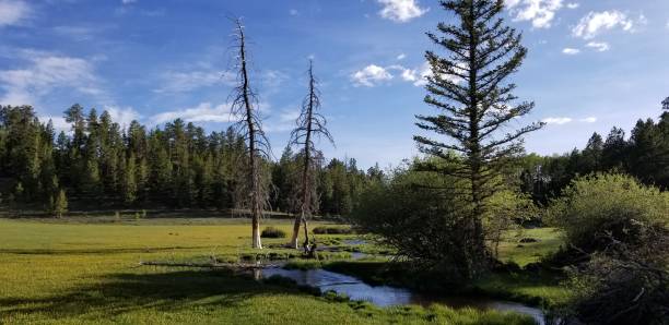istock Mountain Wildflower Meadow Stream 1253765756