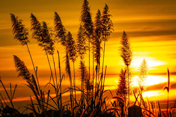 istock Beautiful scenery silhouette of grass and sunset atmosphere 1253773749