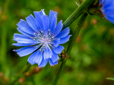 delicate blue flowers of chicory, plants with the Latin name Cichorium intybus on a blurred natural background, narrow focus area