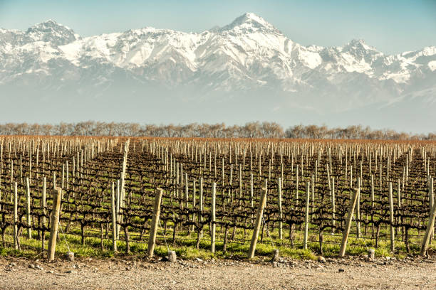istock Malbec grape vineyards, recently pruned. Tupungato, Mendoza, Argentina. 1253782205