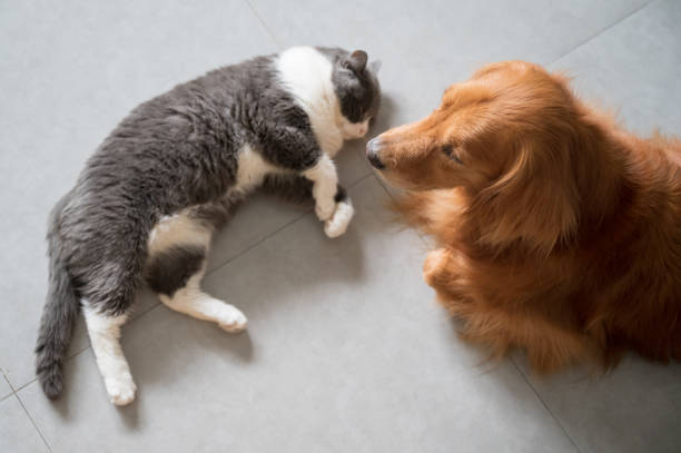 istock British Shorthair and Golden Retriever 1253783090