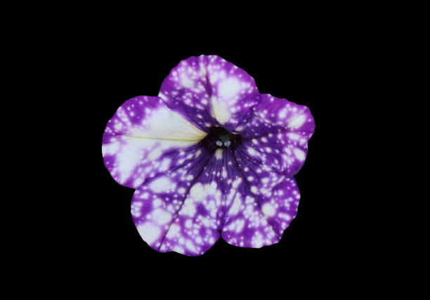 A vivid purple and white petunia found in an outdoor flower bed. Warm sunshine