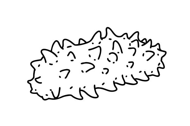 210+ Pics Of The Sea Cucumbers Illustrations, Royalty-Free Vector ...