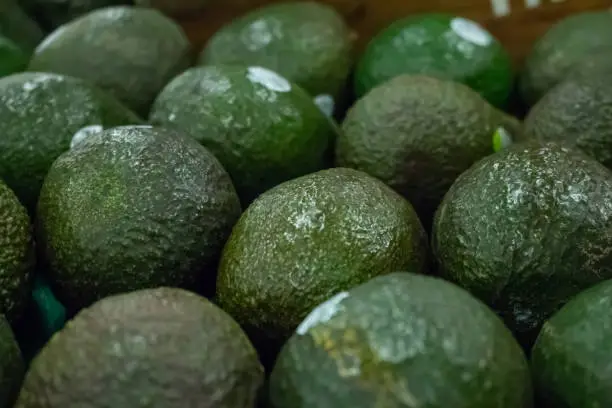 A closeup view of a pile of unripe avocados, on display at a local grocery store.