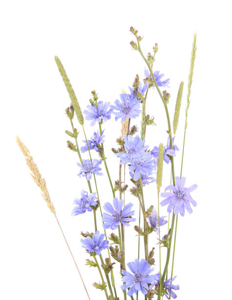 cicoria blu selvatica ed erba di erbe isolate su sfondo bianco. - succory foto e immagini stock