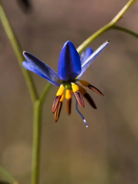 Photo of Flower of the Black-antler Flax-lily (Dianella revoluta). A dense to loosely tufted perennial lily with mostly erect green leaves.