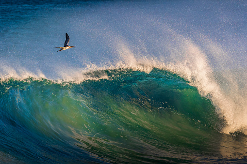 A bird takes flight from the ocean as a large wave forms to break near the beach