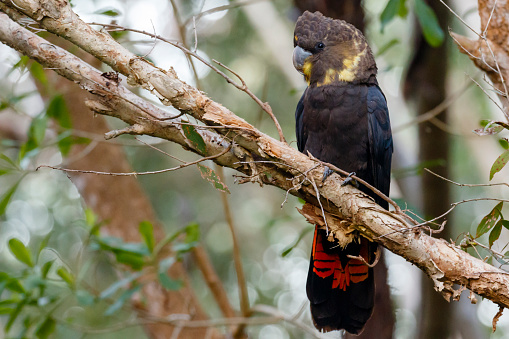 This glossy black cockatoo population in southeast Queensland is threatened by loss of habitat thorugh human clearing of their preferred feeding trees
