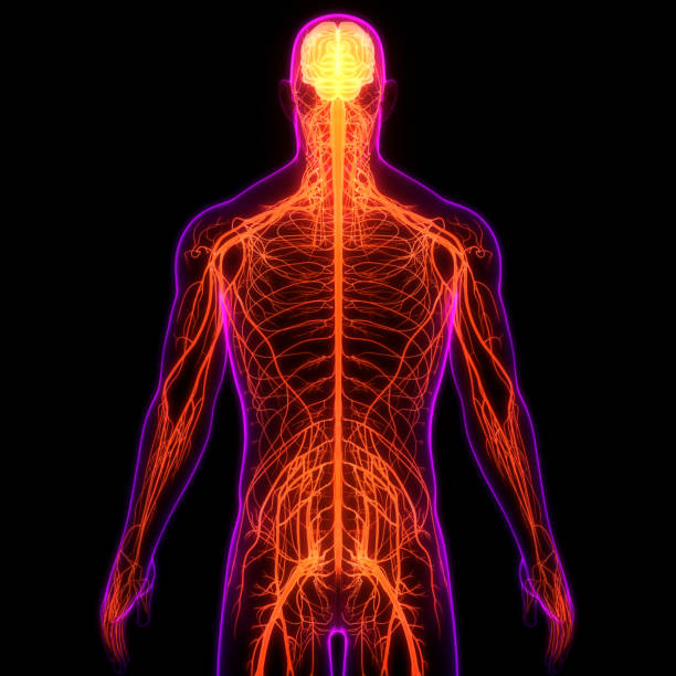 istock Central Organ of Human Nervous System Brain Anatomy 1253794591