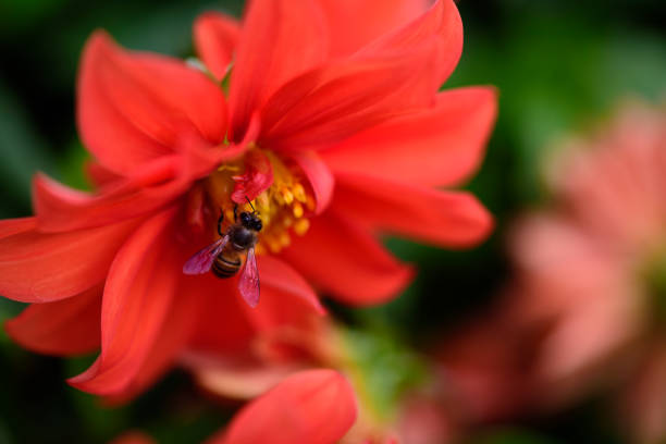 Macro shot of bee on beautiful orange Dahlia flowers shallow depth of field with soft background.