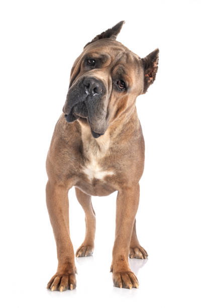 istock adult italian mastiff 1253794714