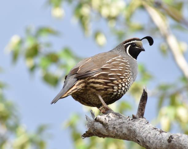 istock California Quail in a tree. 1253795635