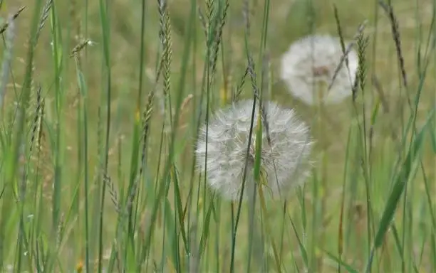 Photo of Western Salsify seed heads amid tall grass.