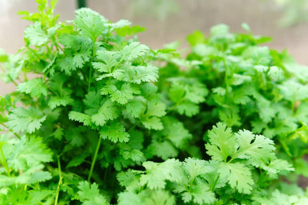 folha de planta de coentro crescendo no jardim. coentro verde deixa vegetais para ingredientes alimentares - parsley cilantro leaf leaf vegetable - fotografias e filmes do acervo