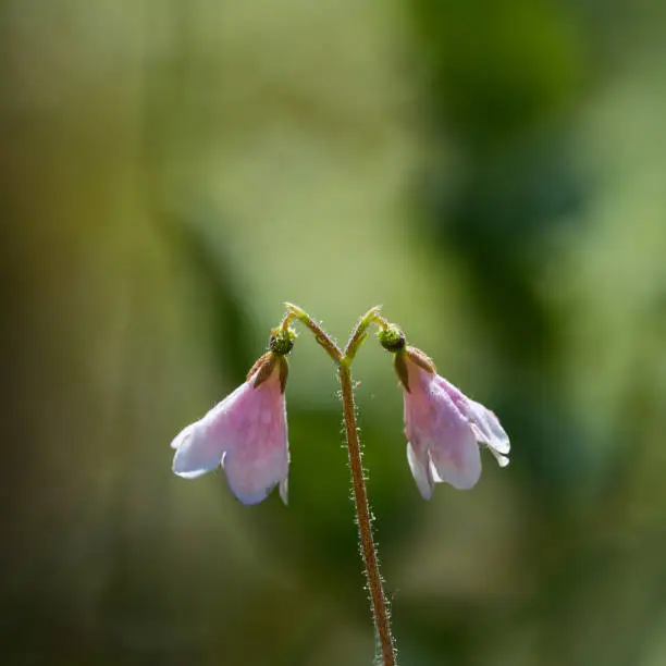 Photo of Twinflower close up