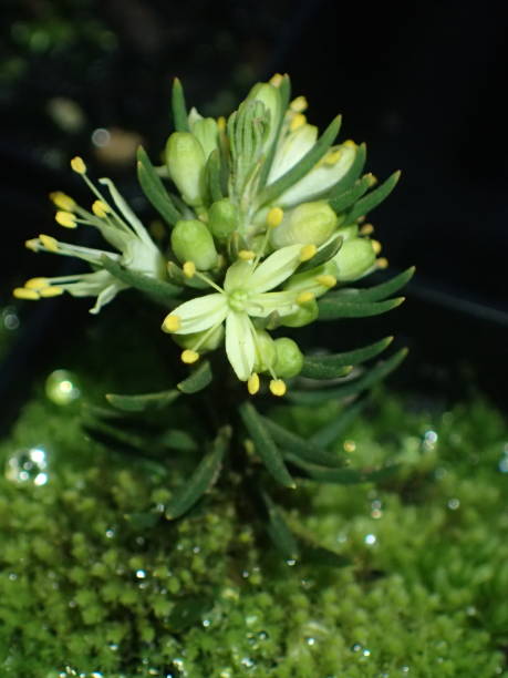 leionema lachnaeoides - australian culture flower indigenous culture plant photos et images de collection