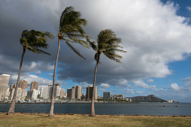 diamond head, hawaii und das blasen von palmen - tree wind palm tree hawaii islands stock-fotos und bilder