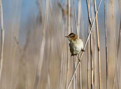 Sedge warbler in a reed bed