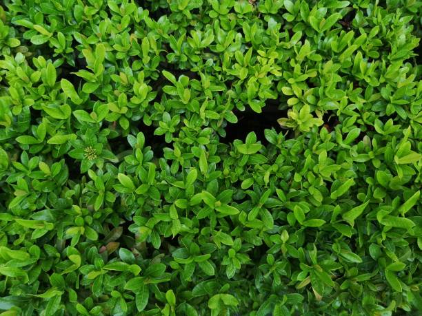 istock Ixora chinensis  Small leaves green bush tree texture nature background 1253803237