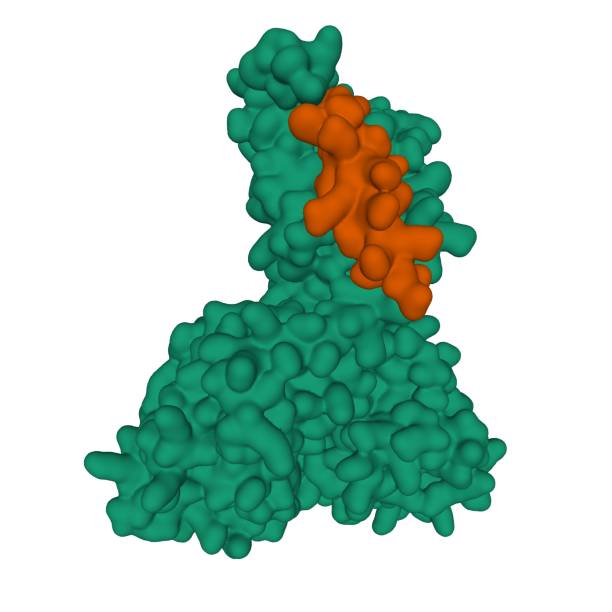 istock Structure of human parathyroid hormone (brown) in complex with the extracellular domain of its G-protein-coupled receptor, PTH1R (green) 1253803400