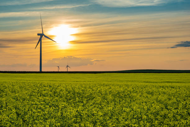 Sunset over a wind turbine in a blooming canola field