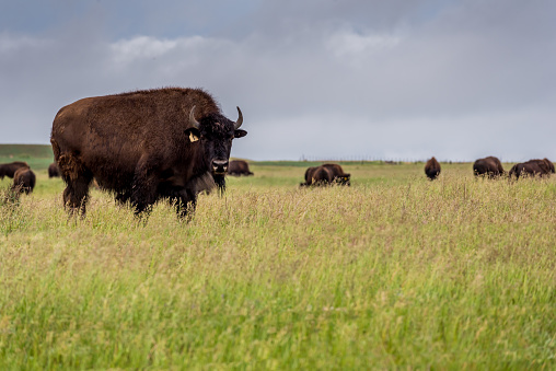 A herd of plains bison grazing in a pasture in Saskatchewan, Canada