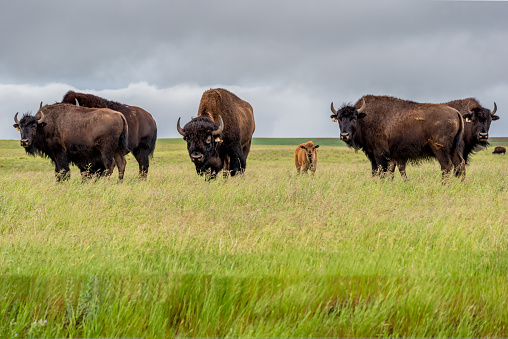 A herd of plains bison buffalo with a baby calf grazing in a pasture in Saskatchewan, Canada