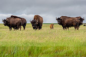 Plains buffalo grazing with a baby calf