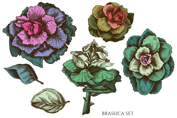 Vector illustration of Vector set of hand drawn colored brassica