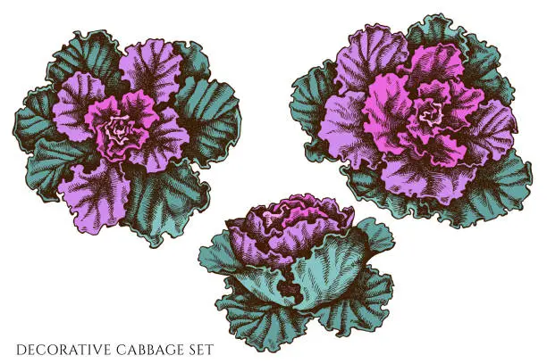 Vector illustration of Vector set of hand drawn colored decorative cabbage