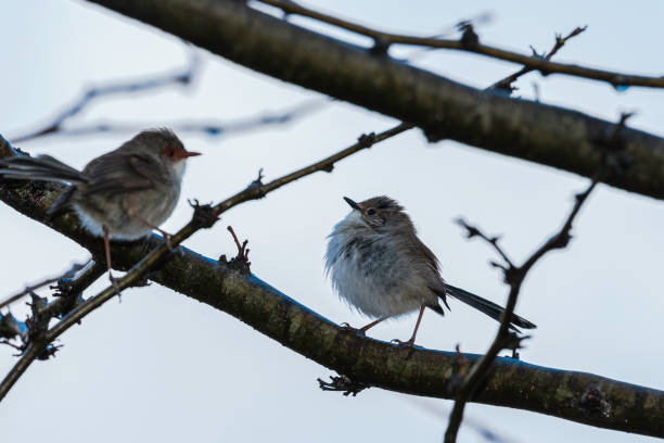 istock Superb Fairy-wrens in a tree 1253805676