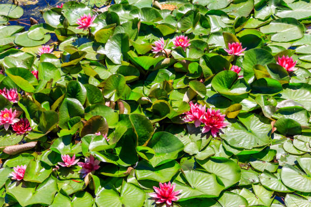 istock Pink water lily (Nymphaea) in a lake 1253806495